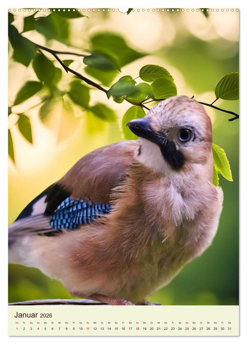 Scheue Waldvögel (CALVENDO Premium Wandkalender 2026)