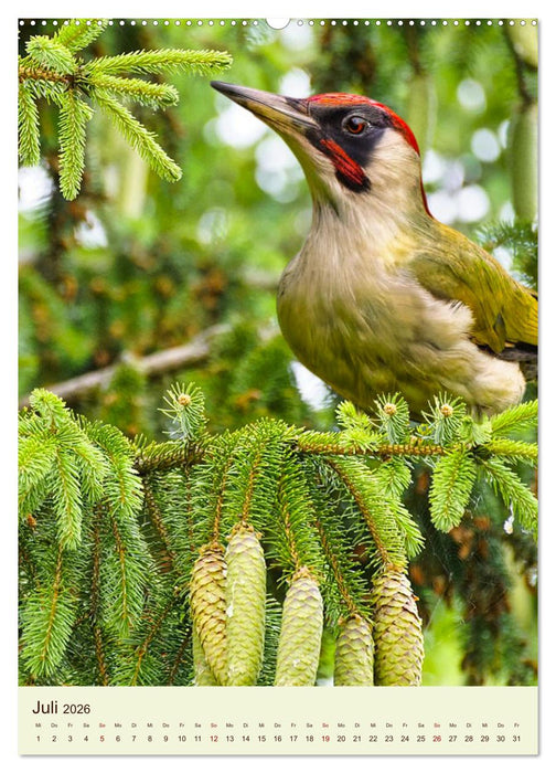 Scheue Waldvögel (CALVENDO Premium Wandkalender 2026)