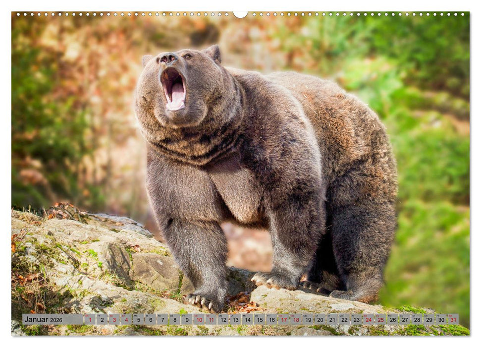 Krafttier Bär (CALVENDO Wandkalender 2026)