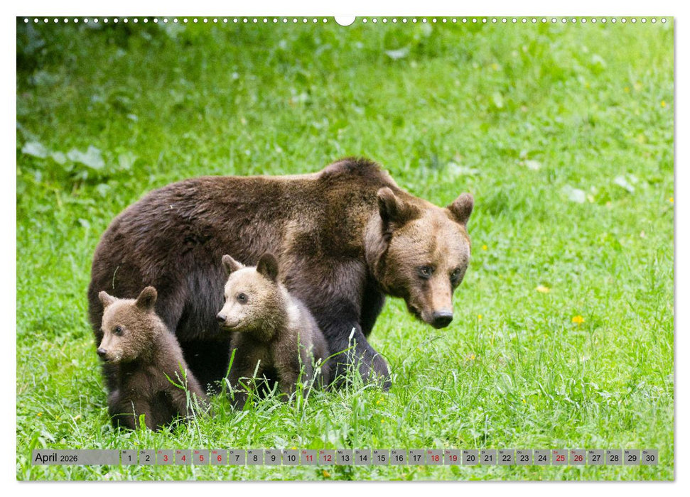 Krafttier Bär (CALVENDO Wandkalender 2026)