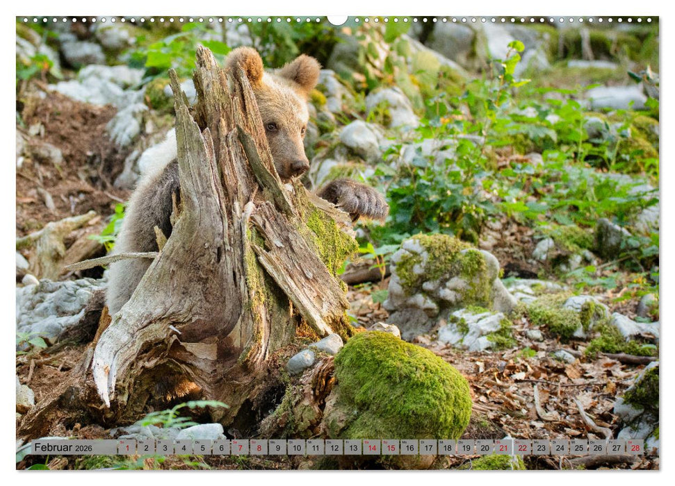 Krafttier Bär (CALVENDO Premium Wandkalender 2026)