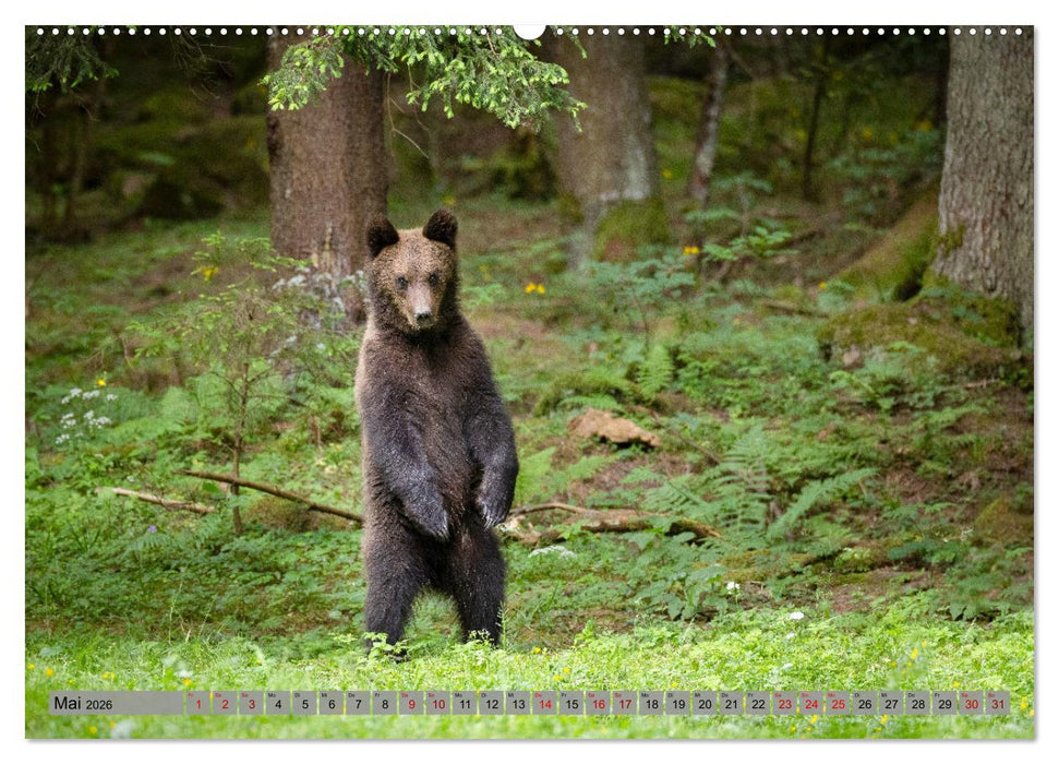 Krafttier Bär (CALVENDO Premium Wandkalender 2026)