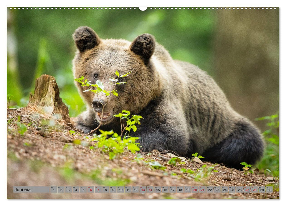 Krafttier Bär (CALVENDO Premium Wandkalender 2026)