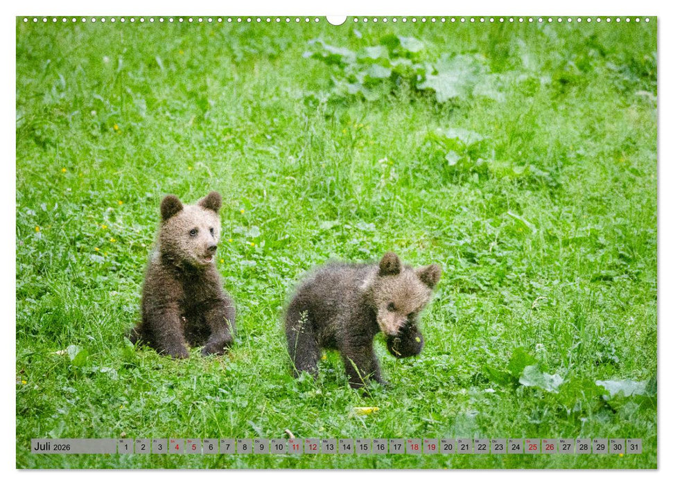 Krafttier Bär (CALVENDO Premium Wandkalender 2026)