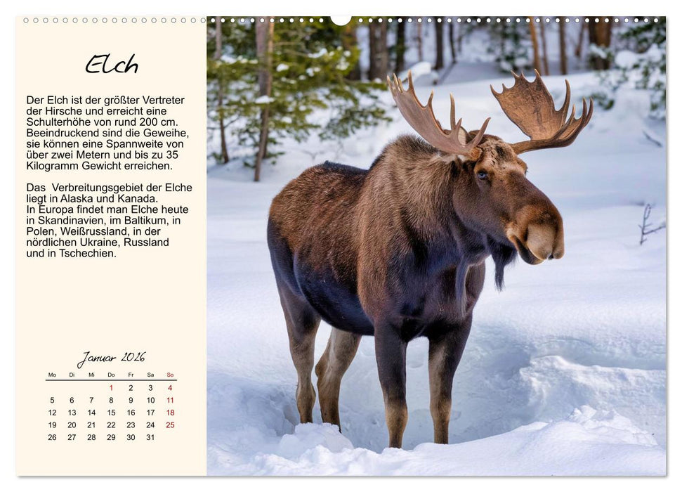 Majestätische Hornträger (CALVENDO Wandkalender 2026)
