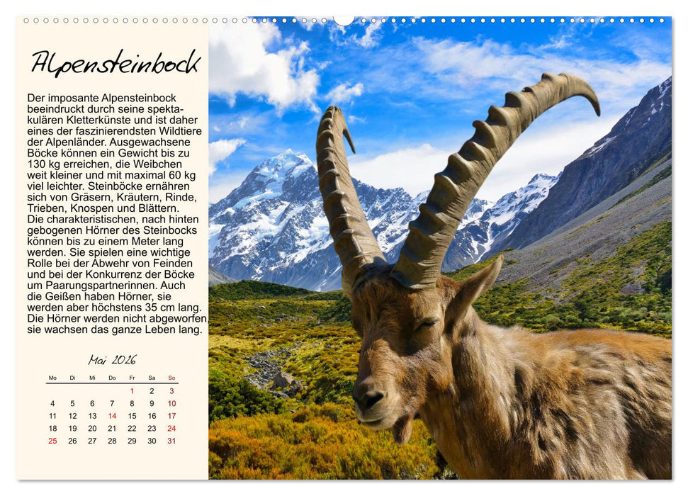 Majestätische Hornträger (CALVENDO Wandkalender 2026)