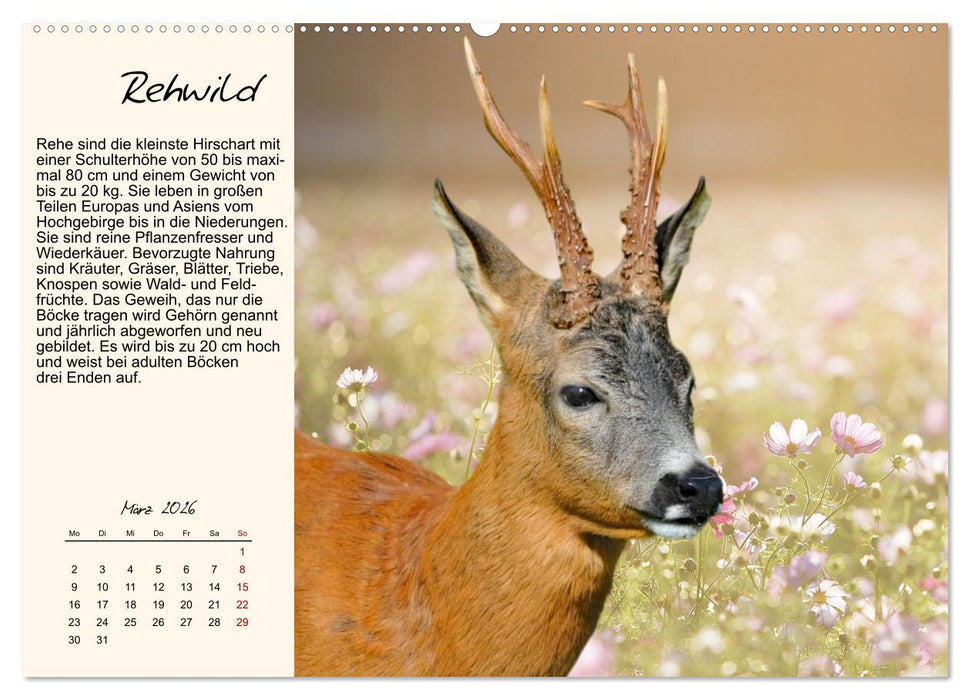 Majestätische Hornträger (CALVENDO Premium Wandkalender 2026)