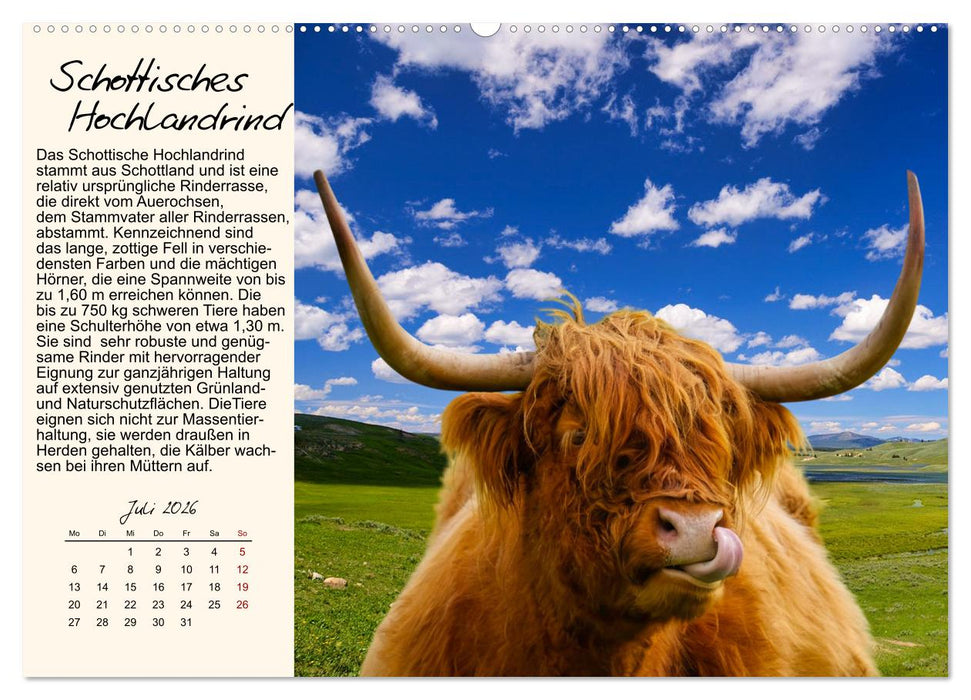 Majestätische Hornträger (CALVENDO Premium Wandkalender 2026)