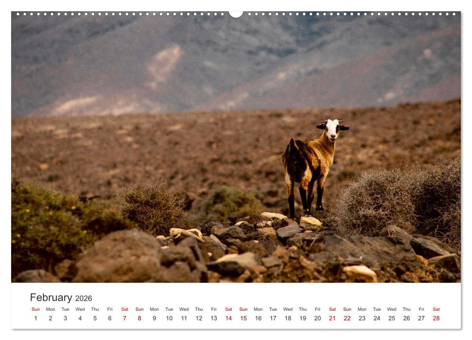 Fuerteventrua The volcanic island (CALVENDO Monthly Calendar 2026)