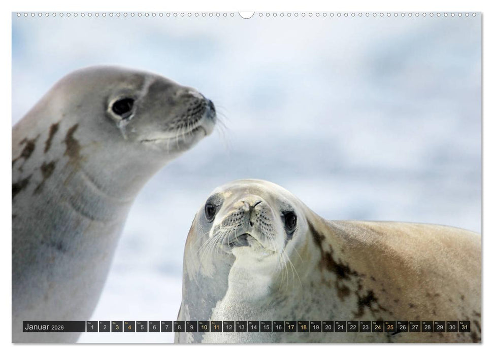 Antarktis - viaje.ch (CALVENDO Premium Wandkalender 2026)