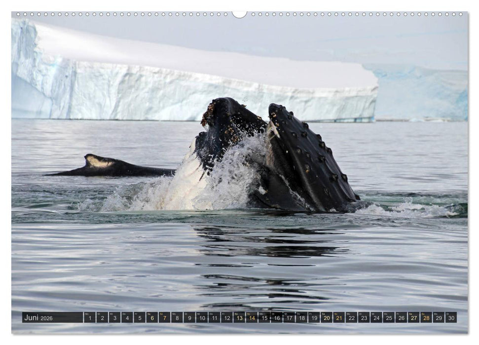 Antarktis - viaje.ch (CALVENDO Premium Wandkalender 2026)