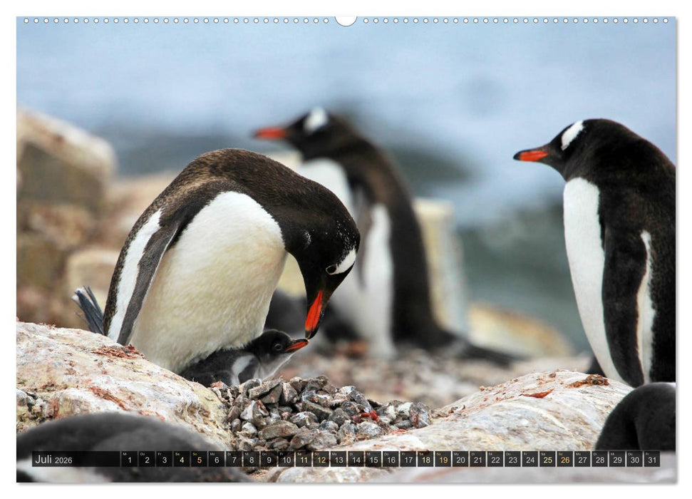 Antarktis - viaje.ch (CALVENDO Premium Wandkalender 2026)