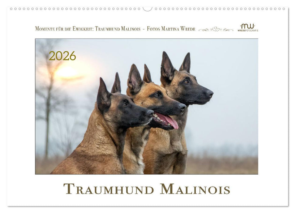 Traumhund Malinois (CALVENDO Wandkalender 2026)