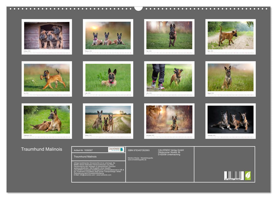 Traumhund Malinois (CALVENDO Wandkalender 2026)