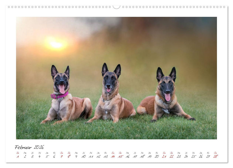 Traumhund Malinois (CALVENDO Wandkalender 2026)