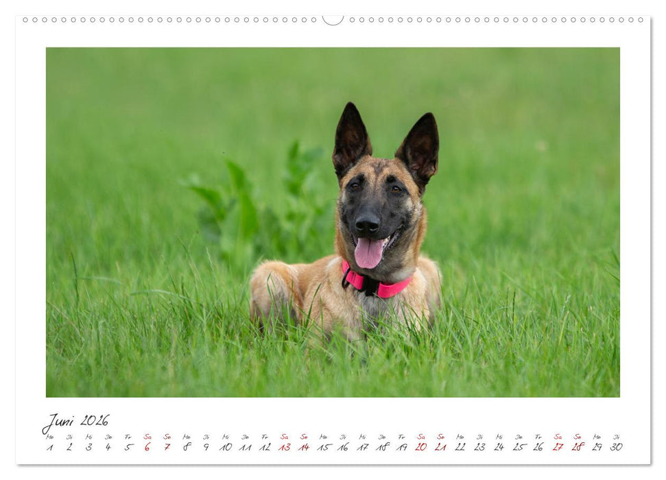 Traumhund Malinois (CALVENDO Wandkalender 2026)