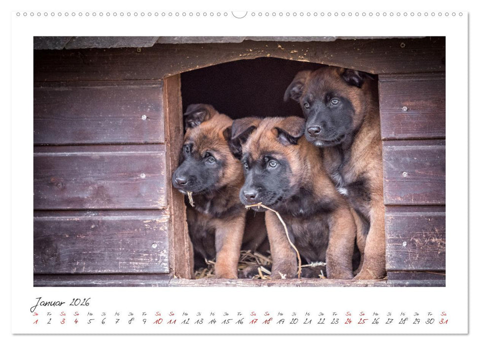 Traumhund Malinois (CALVENDO Premium Wandkalender 2026)