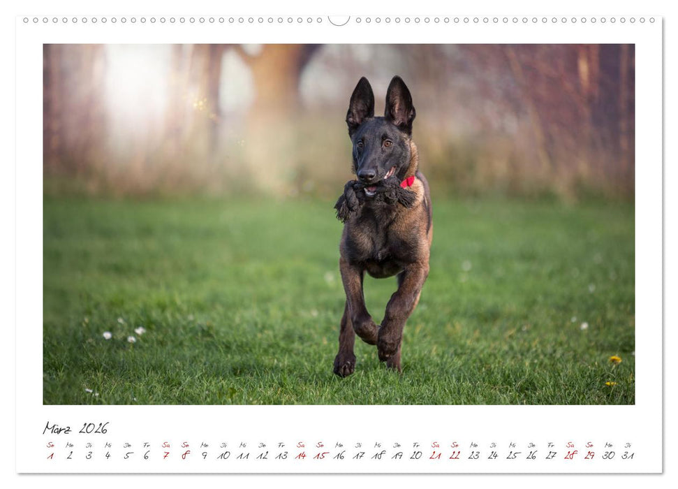 Traumhund Malinois (CALVENDO Premium Wandkalender 2026)