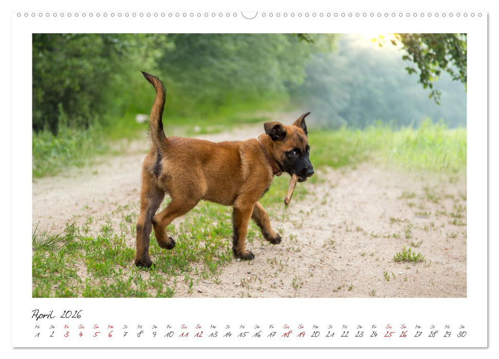 Traumhund Malinois (CALVENDO Premium Wandkalender 2026)