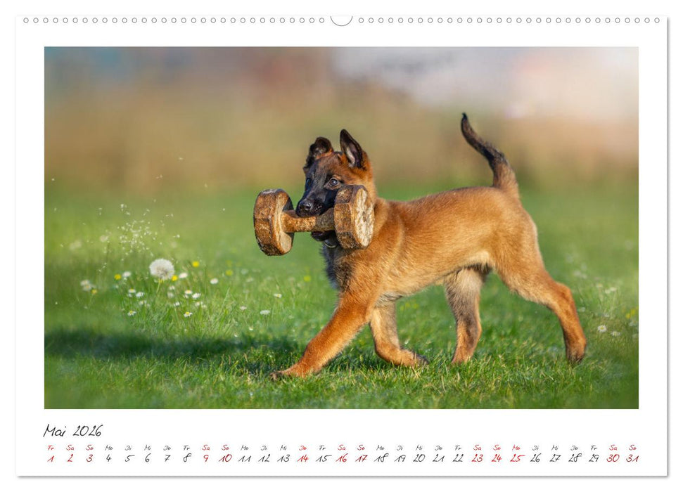 Traumhund Malinois (CALVENDO Premium Wandkalender 2026)