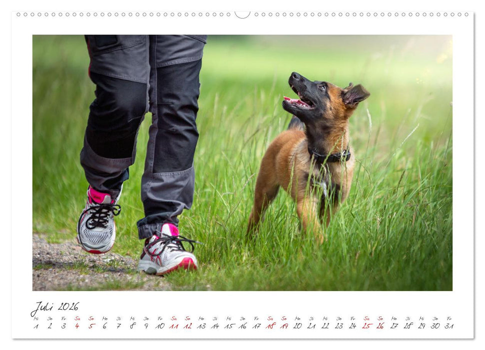Traumhund Malinois (CALVENDO Premium Wandkalender 2026)