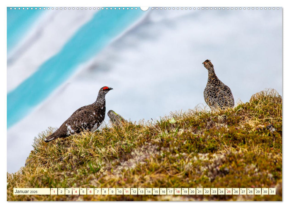 Wir sind die Stars in den Bergen (CALVENDO Wandkalender 2026)