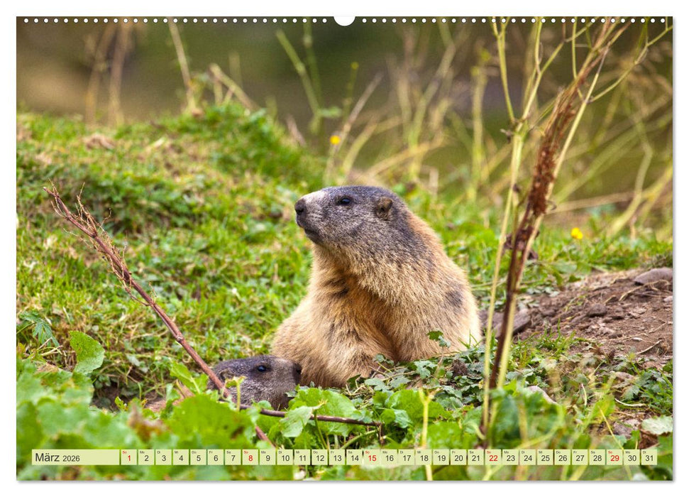 Wir sind die Stars in den Bergen (CALVENDO Wandkalender 2026)
