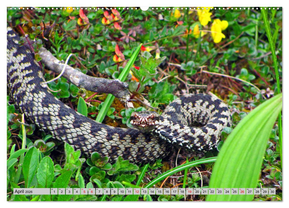 Wir sind die Stars in den Bergen (CALVENDO Wandkalender 2026)