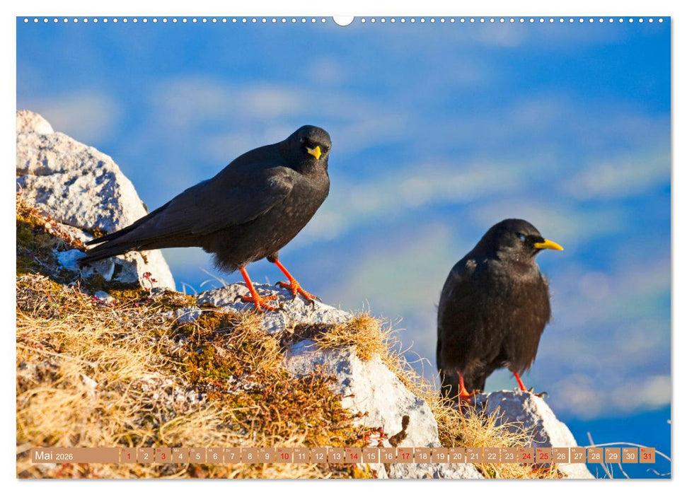 Wir sind die Stars in den Bergen (CALVENDO Wandkalender 2026)