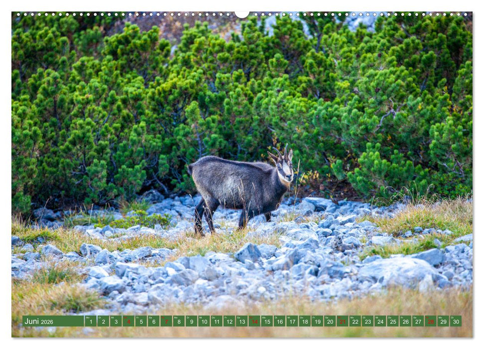 Wir sind die Stars in den Bergen (CALVENDO Wandkalender 2026)
