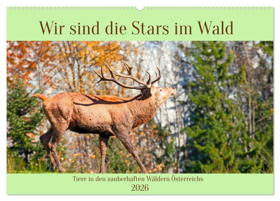 Wir sind die Stars im Wald (CALVENDO Wandkalender 2026)