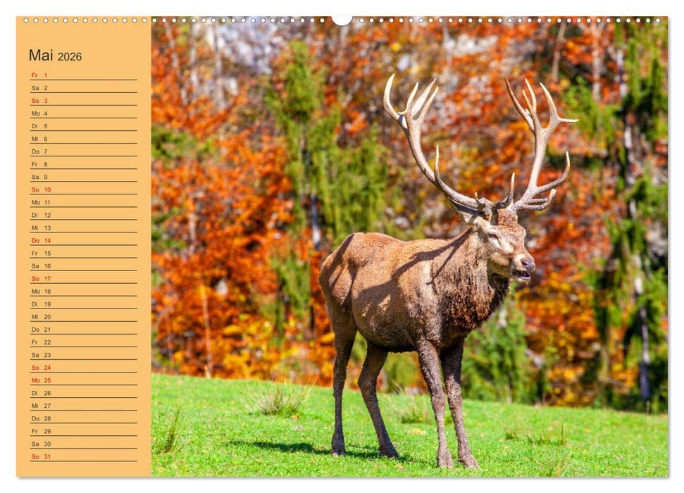 Wir sind die Stars im Wald (CALVENDO Wandkalender 2026)