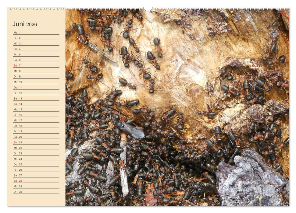 Wir sind die Stars im Wald (CALVENDO Wandkalender 2026)