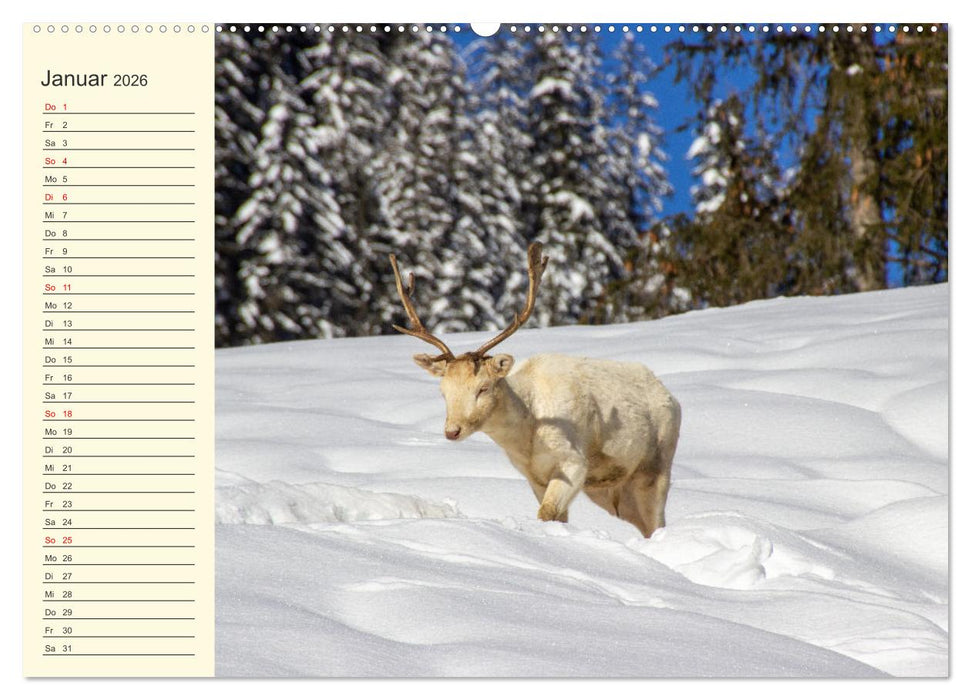 Wir sind die Stars im Wald (CALVENDO Premium Wandkalender 2026)