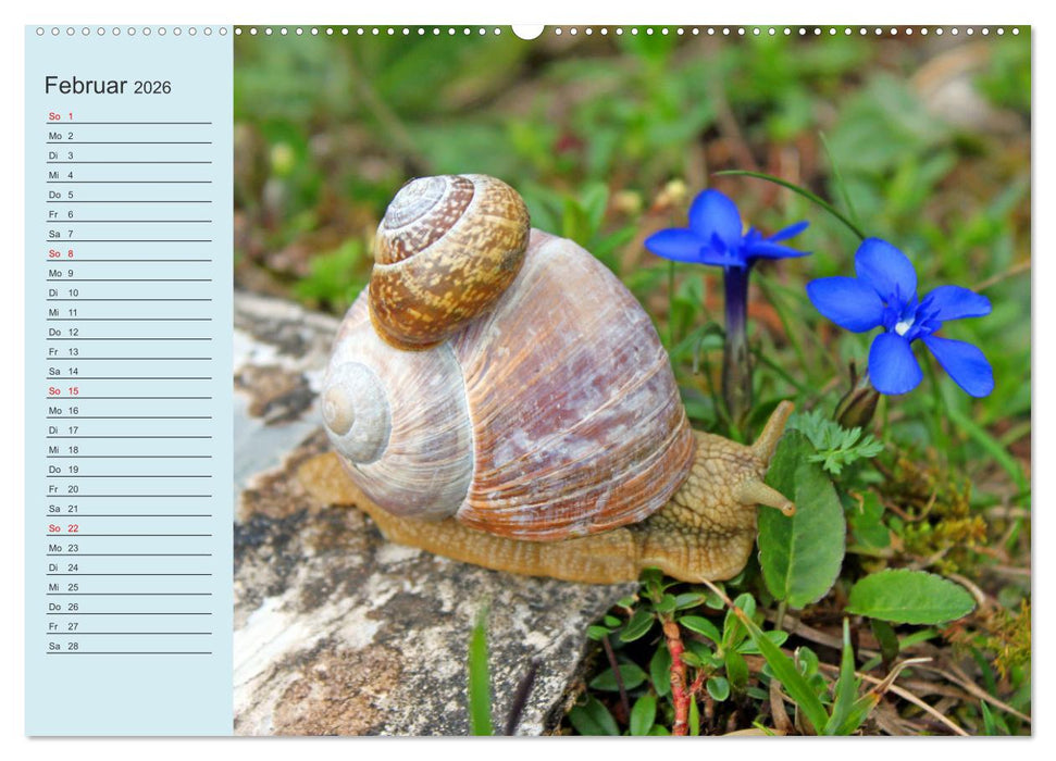 Wir sind die Stars im Wald (CALVENDO Premium Wandkalender 2026)