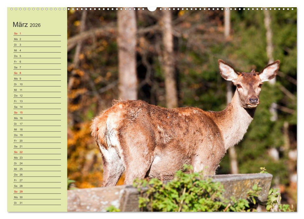 Wir sind die Stars im Wald (CALVENDO Premium Wandkalender 2026)