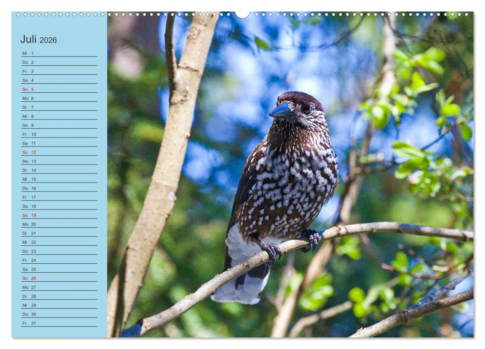 Wir sind die Stars im Wald (CALVENDO Premium Wandkalender 2026)