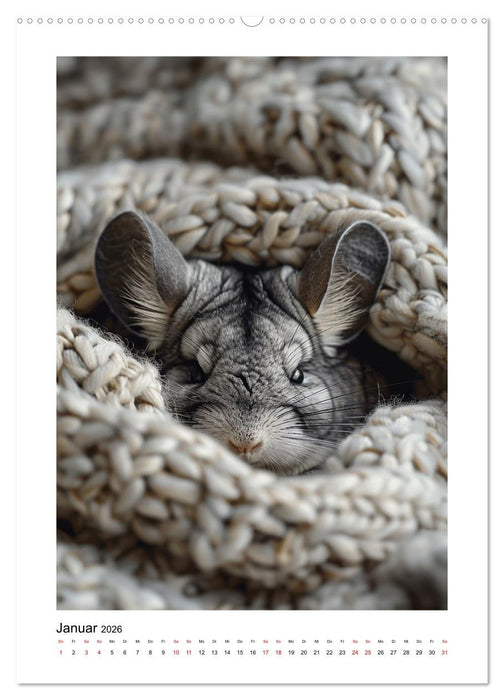 Knuddlige Chinchillas (CALVENDO Premium Wandkalender 2026)