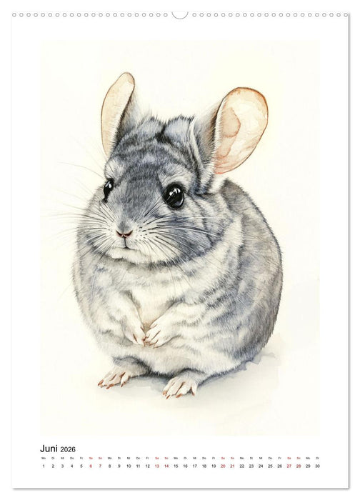 Knuddlige Chinchillas (CALVENDO Premium Wandkalender 2026)