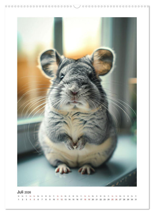 Knuddlige Chinchillas (CALVENDO Premium Wandkalender 2026)