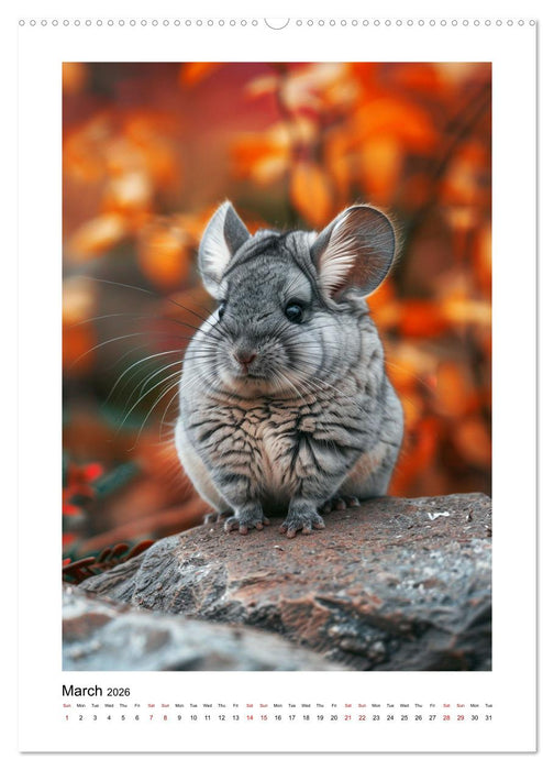 Chinchilla Parade (CALVENDO Monthly Calendar 2026)