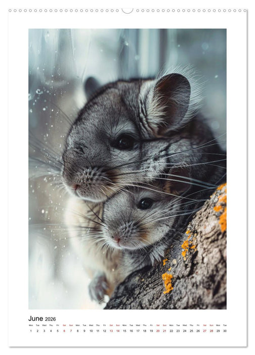 Chinchilla Parade (CALVENDO Premium-Calendar 2026)