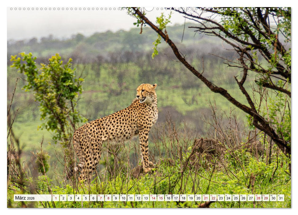 Südafrika - Landschaft voller Vielfalt und Schönheit (CALVENDO Premium Wandkalender 2026)
