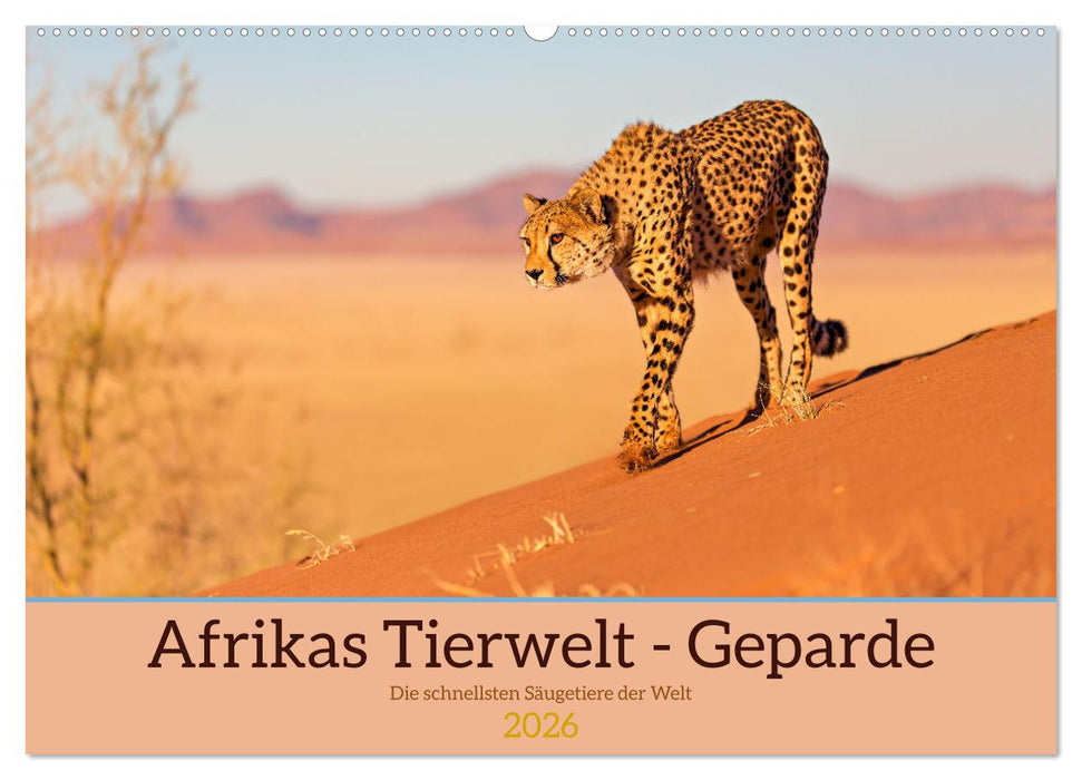 Afrikas Tierwelt - Geparde (CALVENDO Wandkalender 2026)