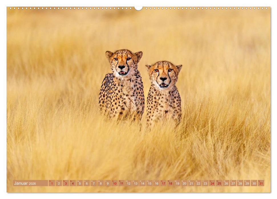 Afrikas Tierwelt - Geparde (CALVENDO Wandkalender 2026)