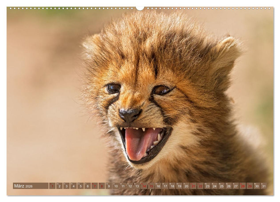 Afrikas Tierwelt - Geparde (CALVENDO Wandkalender 2026)
