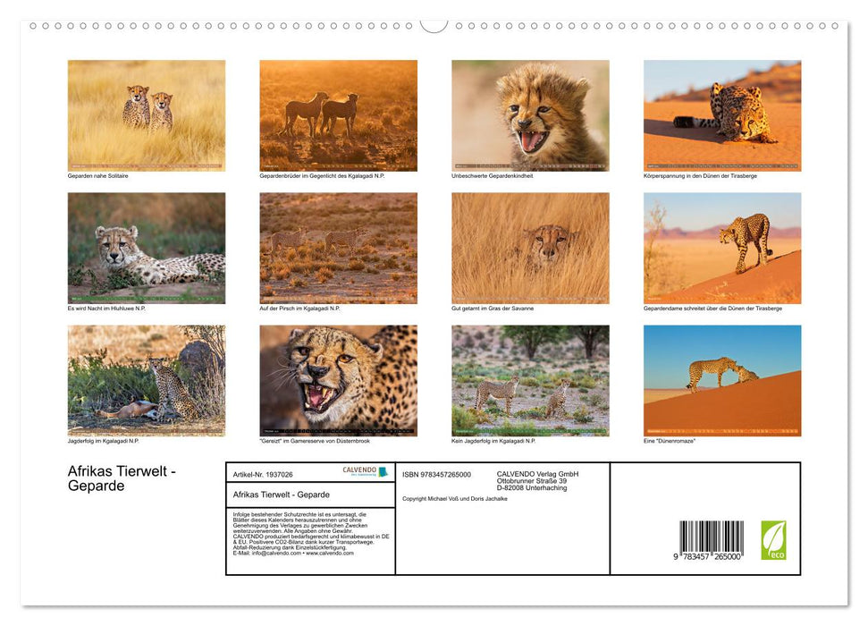 Afrikas Tierwelt - Geparde (CALVENDO Premium Wandkalender 2026)