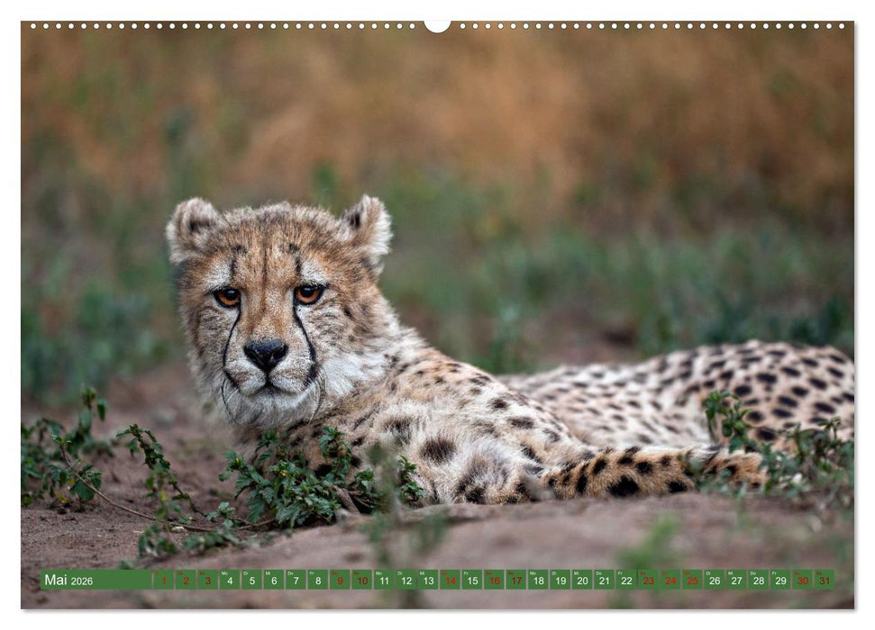 Afrikas Tierwelt - Geparde (CALVENDO Premium Wandkalender 2026)