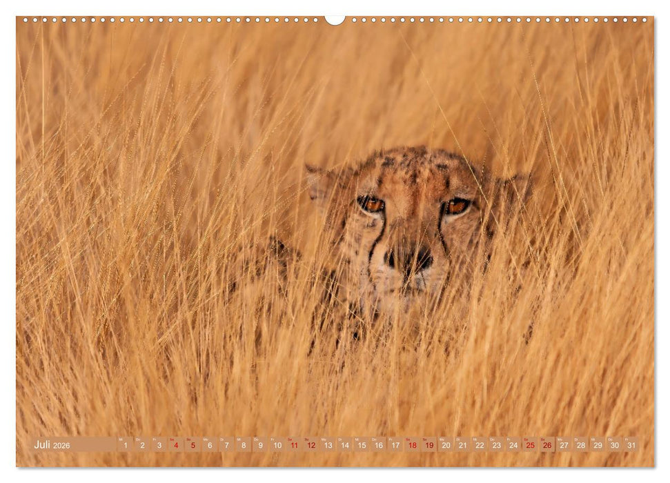 Afrikas Tierwelt - Geparde (CALVENDO Premium Wandkalender 2026)