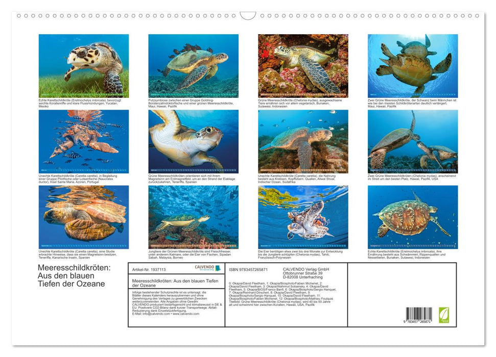 Meeresschildkröten: Aus den blauen Tiefen der Ozeane (CALVENDO Wandkalender 2026)